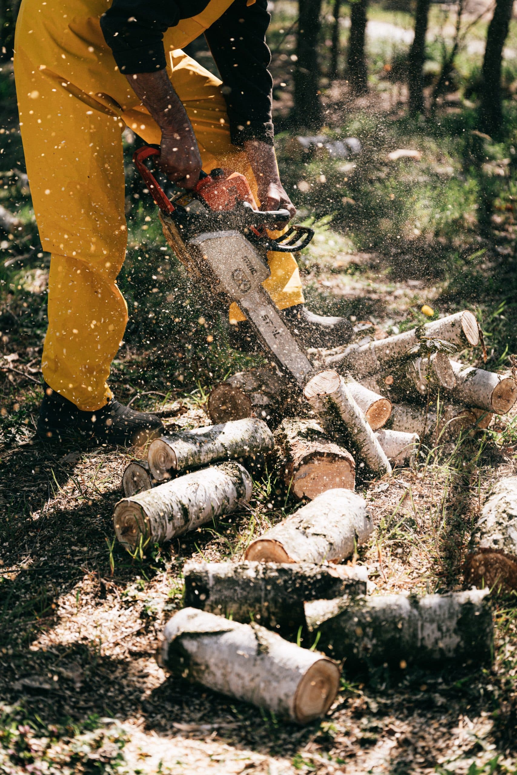 CS confirmó sentencia que rechazó recurso de protección deducido contra Forestal Arauco por supuesto ingreso violento de trabajadores a la propiedad del recurrente.