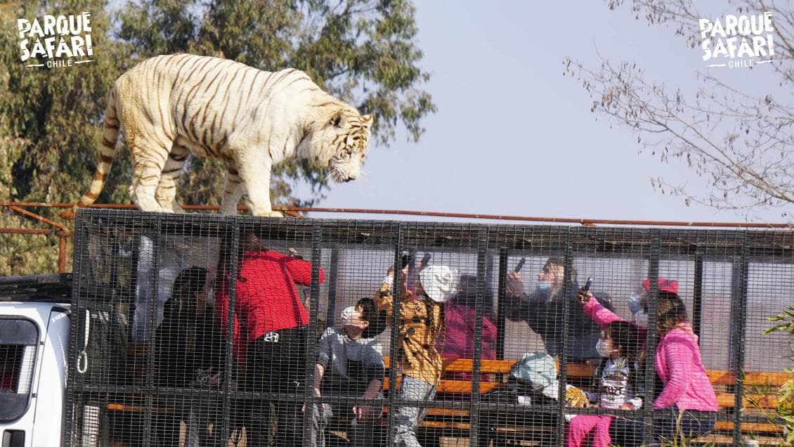 Agrupaciones animalistas lamentan el fallecimiento de joven en Parque Safari Rancagua.