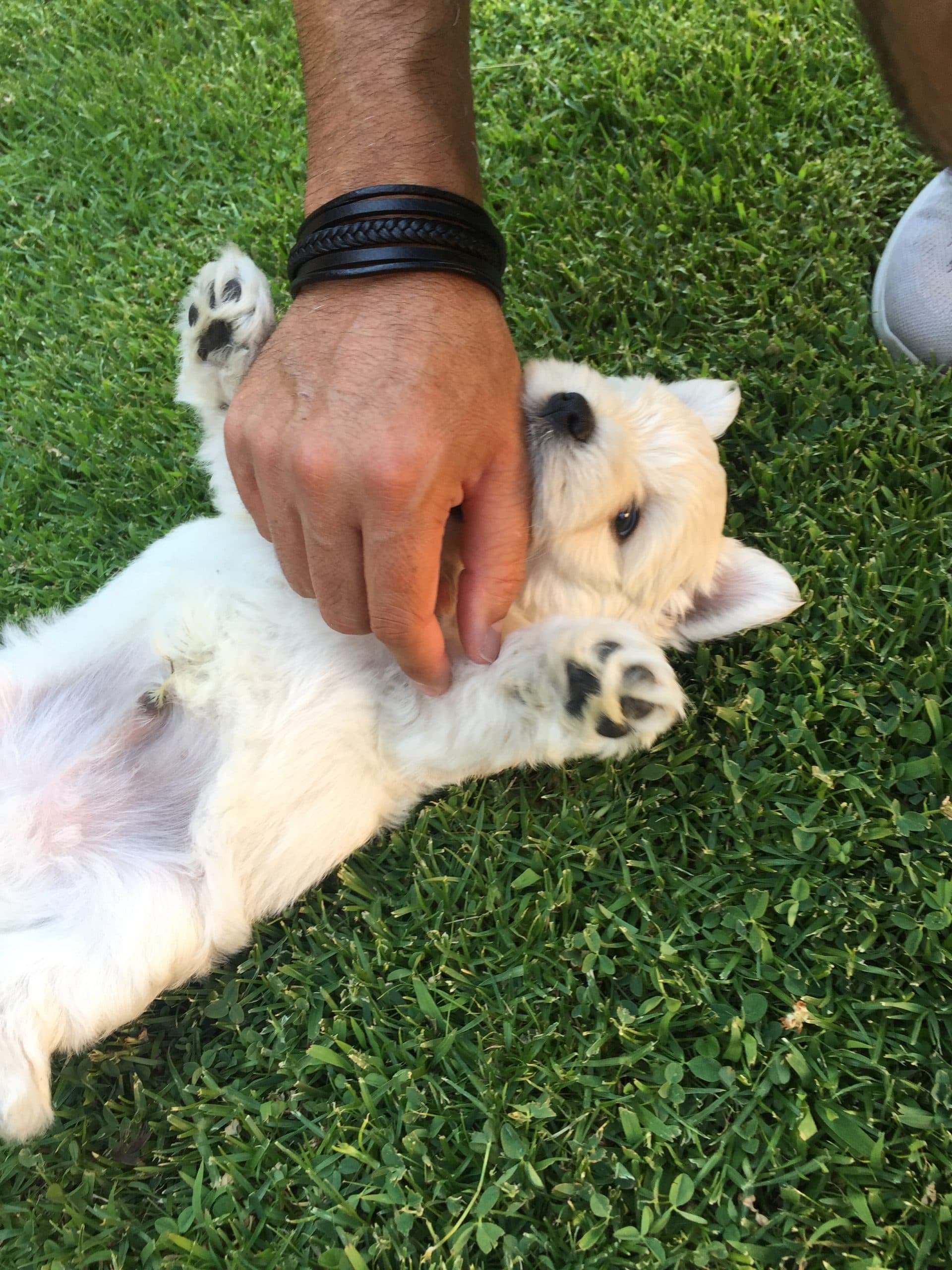 Sobre la tenencia responsable de mascotas.
