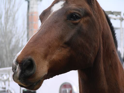 Imagen: elmediodelcampo.com.ar