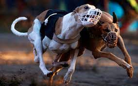 Proyecto que prohíbe las carreras de perros fue rechazado por la Cámara de Diputados.