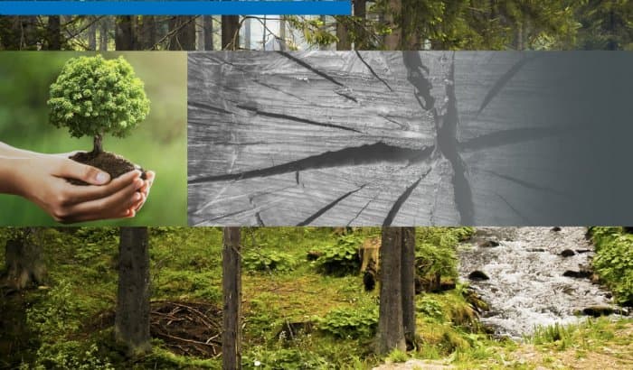 Impacto ambiental: proyectos de explotación forestal deberían someterse a evaluación.