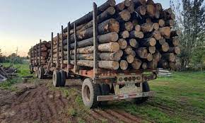 Cámara Baja aprueba proyecto que tipifica el delito de sustracción de madera.