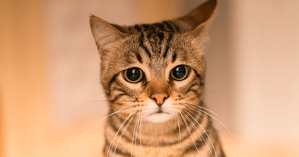 Imagen: purina-latam.com