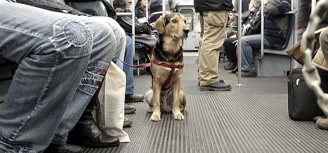 Proyecto de ley busca incorporar a los “perros de asistencia psiquiátrica” dentro de las categorías de perros de asistencia para personas con discapacidad.