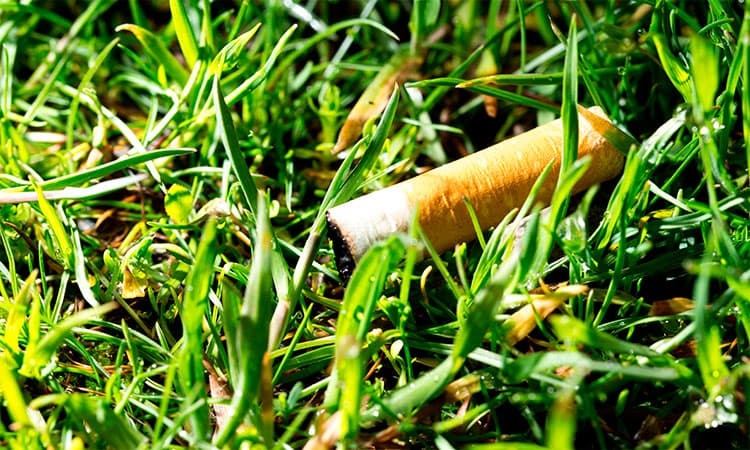 Senado despacha proyecto de ley que establece medidas para evitar la contaminación por colillas de cigarros.