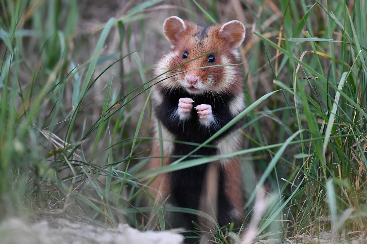 Imagen: mianimales.com