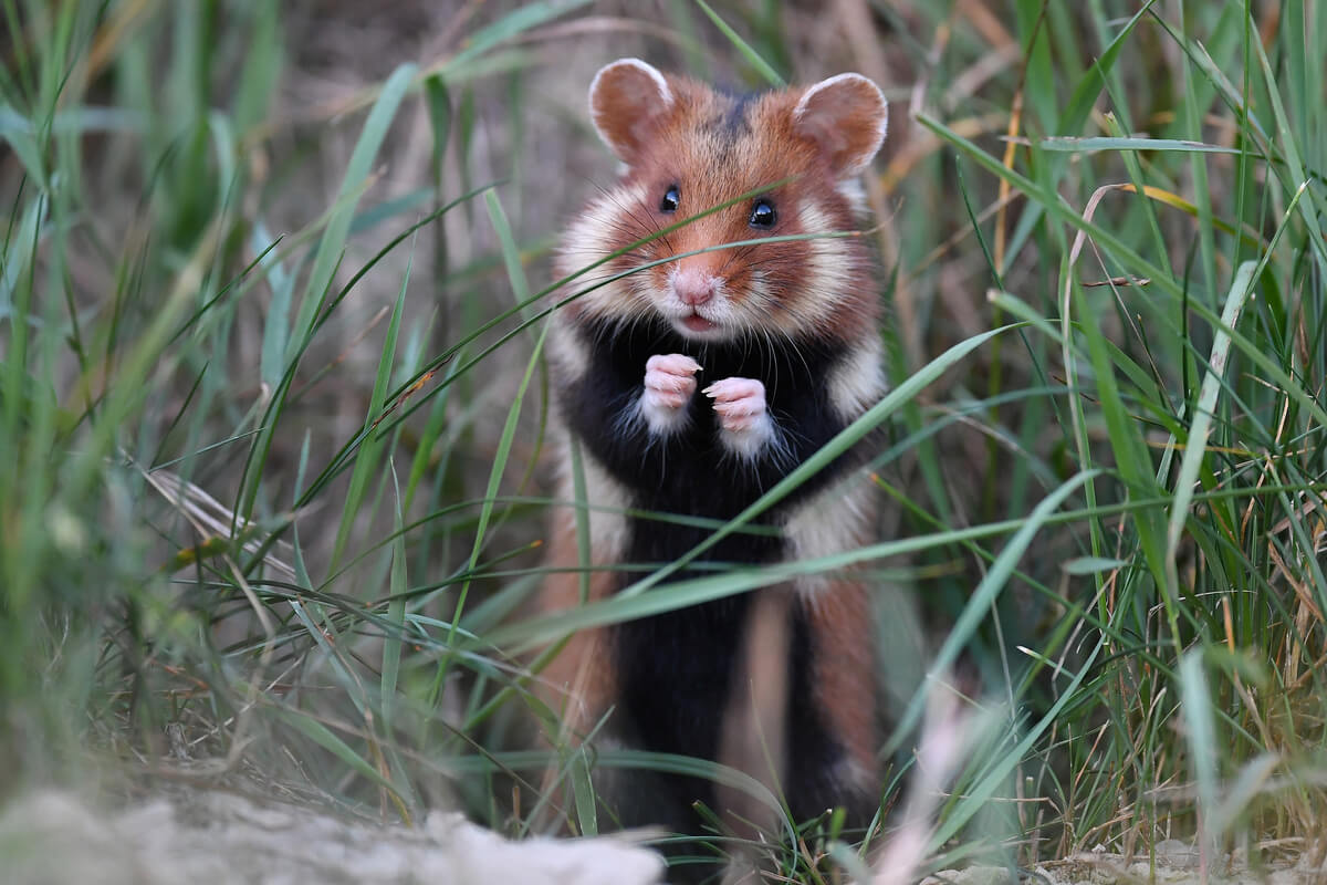 Imagen: mianimales.com