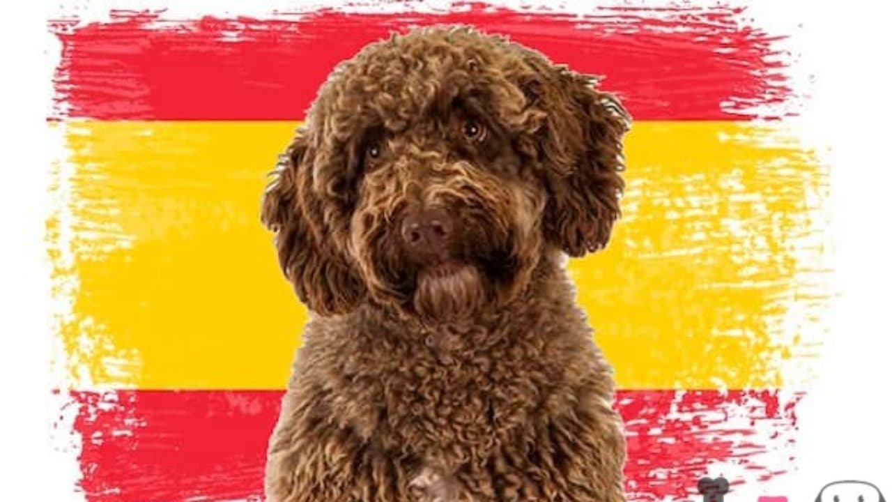 Fuente: 100+ Razas de Perros.