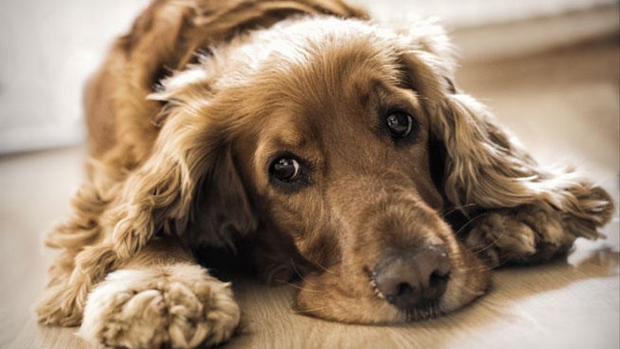 Imagen: Purina Latam.