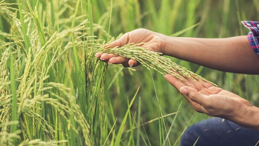 Imagen: agroempresario.com