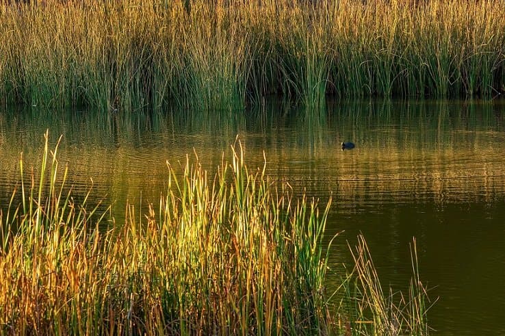 Tercer Tribunal Ambiental realizó audiencia de alegatos entre inmobiliaria y Ministerio del Medio Ambiente por declaración de humedal urbano en Isla Teja, comuna de Valdivia.