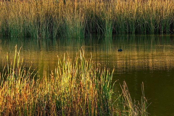 Tercer Tribunal Ambiental realizó audiencia de alegatos entre inmobiliaria y Ministerio del Medio Ambiente por declaración de humedal urbano en Isla Teja, comuna de Valdivia.