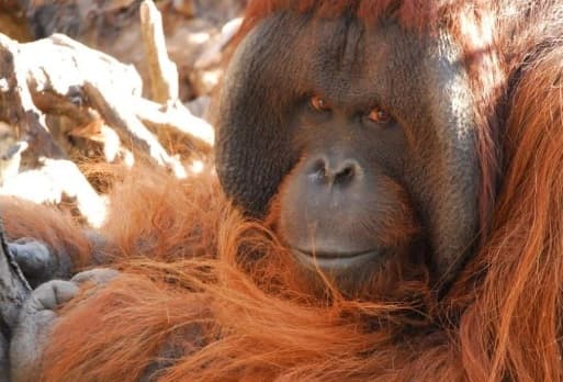 Interponen el primer habeas corpus en favor de un animal no humano en Chile.