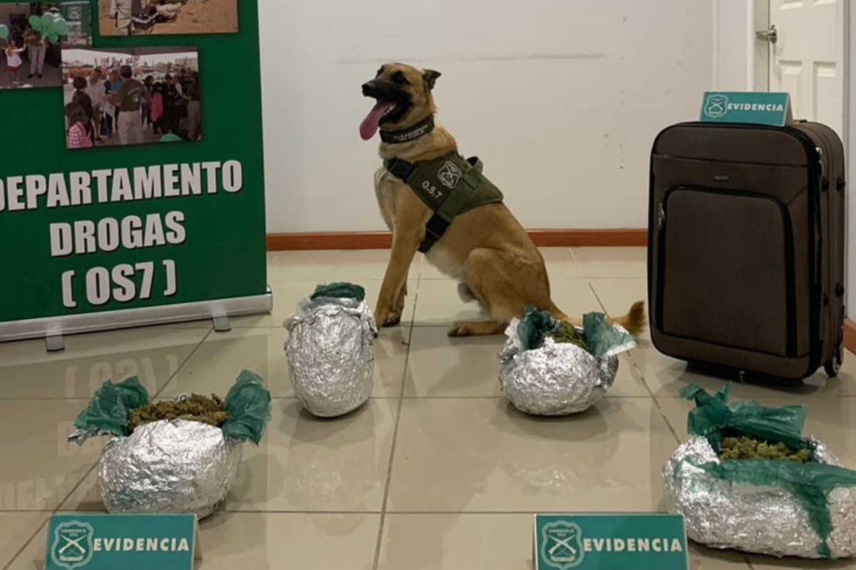 Uso de perros detectores de droga en controles vehiculares preventivos no vulnera el debido proceso, resuelve la Corte Suprema.