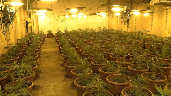 Condena a imputada que cultivaba más de 20 plantas de marihuana al interior de su departamento, se confirma por la Corte Suprema.