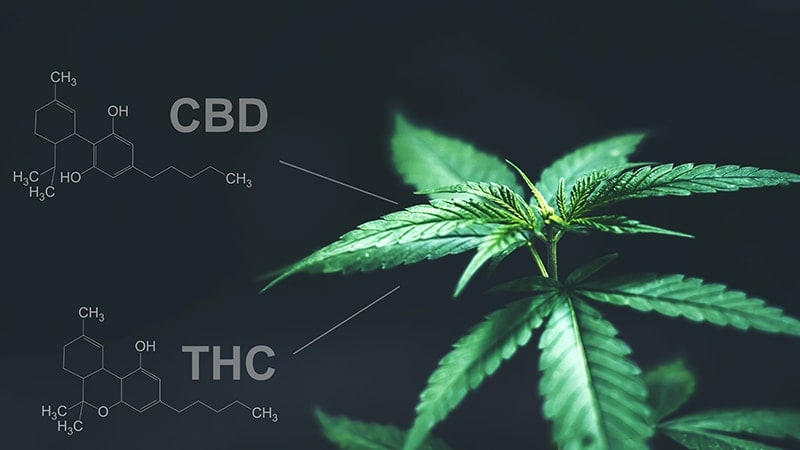 El cannabis es considerado como estupefaciente independientemente de la concentración de THC, resuelve el Tribunal Supremo de España.