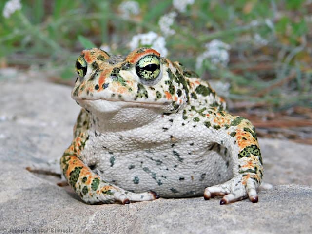 imagen: paleoherpetologia.com