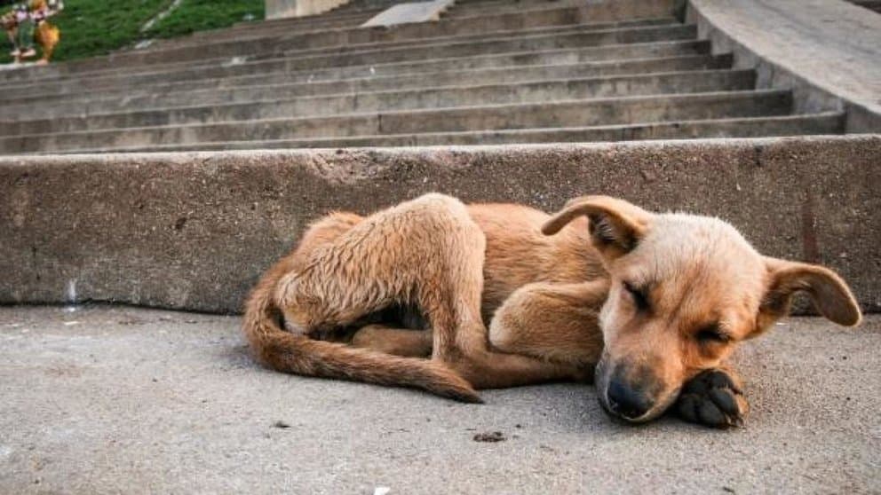 En el delito de maltrato animal no todo estado de desnutrición supone un menoscabo grave para la salud, resuelve el Tribunal Supremo de España que absuelve a los acusados.