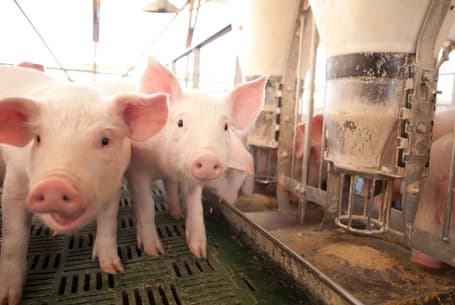 Imagen: Porkland