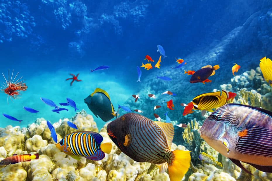 imagen: parabienoparamal.com