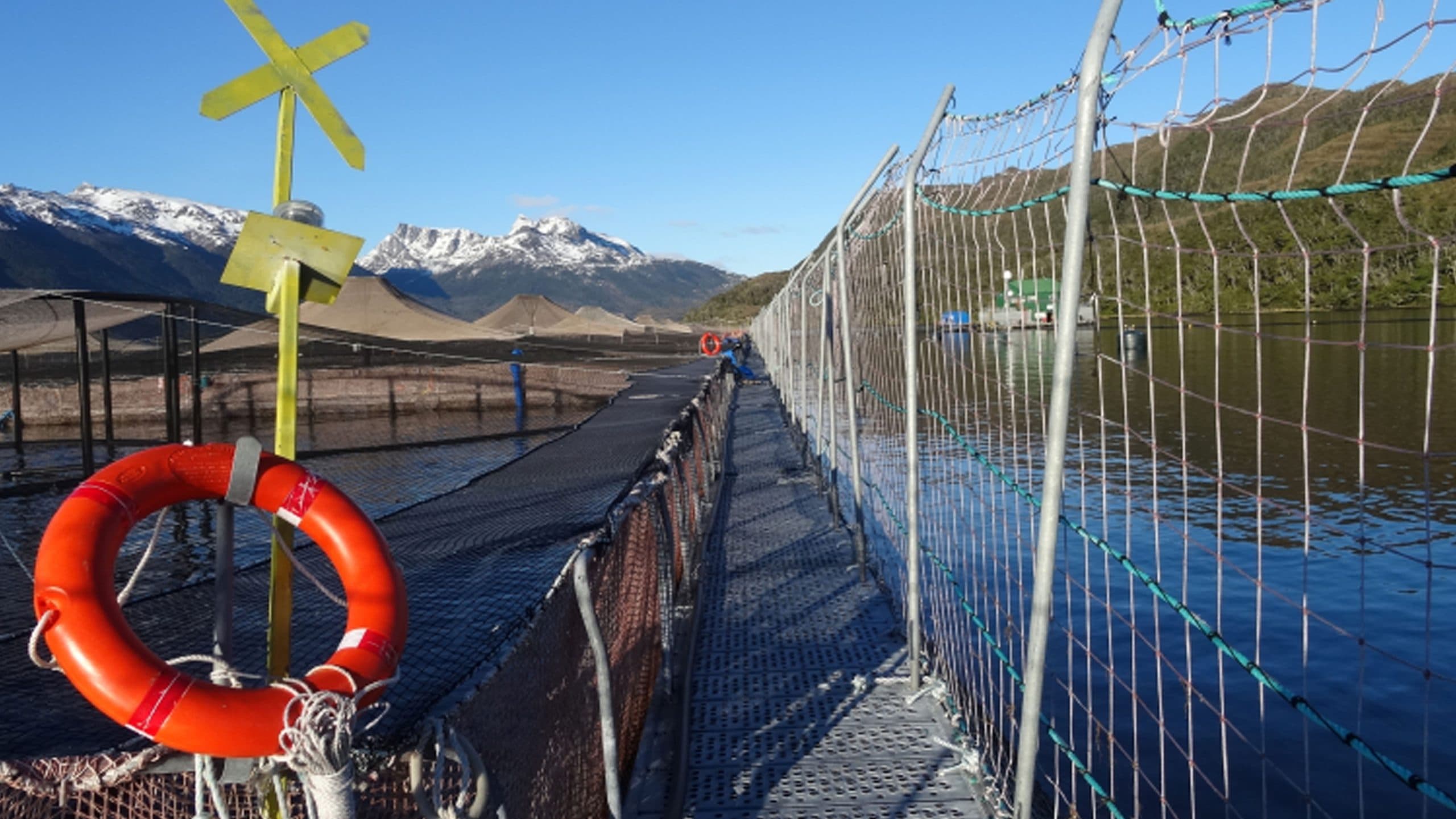 SMA inicia cinco procedimientos sancionatorios contra Australis Mar por sobreproducción en Aysén y Magallanes.