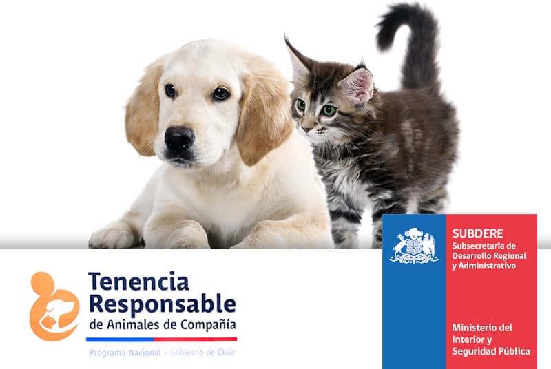 Municipalidad de Lanco debe entregar información sobre denuncias recibidas por Ley de Tenencia Responsable de Mascotas y las fiscalizaciones municipales realizadas.