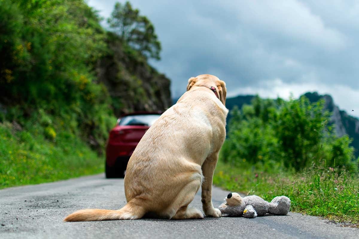 Código Penal se modifica en España para reforzar la protección de los animales y permitir una respuesta más eficaz ante las diferentes formas de violencia contra ellos.