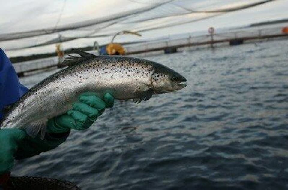 Imagen: salmonexpert.cl