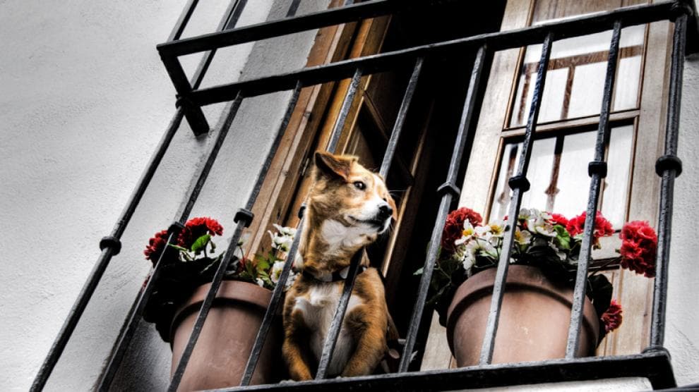 Vecino debe ser indemnizado por la Municipalidad con ocasión de los ladridos de un perro en cuanto ellos vulneran su intimidad personal y familiar.