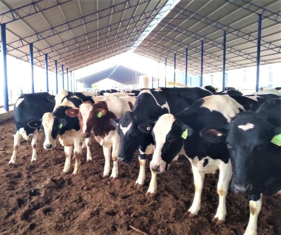 Superintendencia del Medio Ambiente multa a empresa agrícola por manejo deficiente de biocompost.
