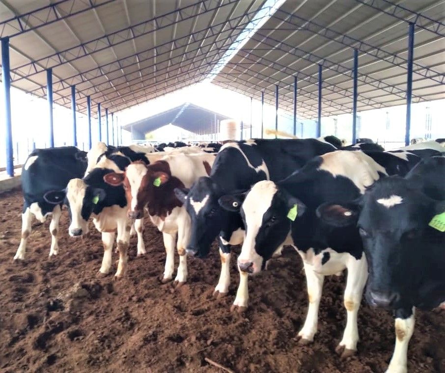 Superintendencia del Medio Ambiente multa a empresa agrícola por manejo deficiente de biocompost.