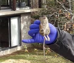 Corte de Santiago reduce monto de indemnización por $65.000.000 a familiares de trabajador fallecido tras contagiarse de hantavirus.