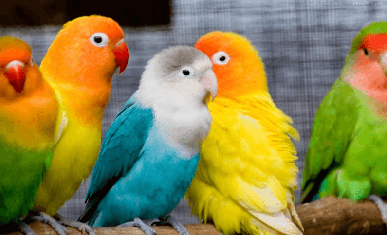 imagen: reinoanimaliaweb.wordpress.com