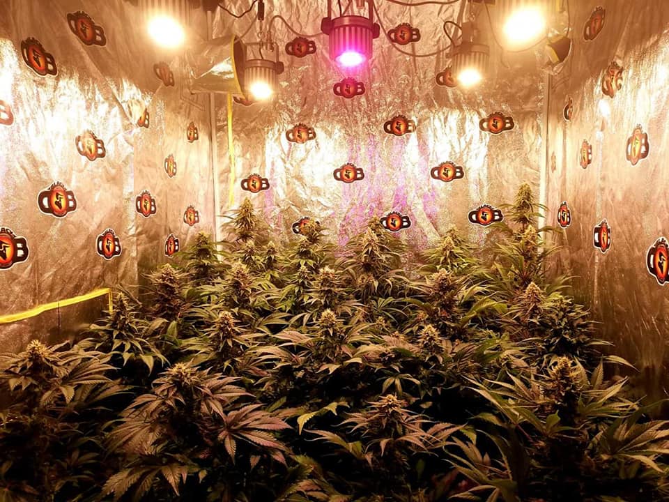 Imputado no logra acreditar autocultivo: Corte Suprema confirma condena por tráfico de drogas