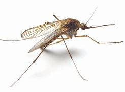 Alerta sanitaria por presencia de mosquitos entre las regiones de Arica y RM, no da lugar al trabajo a distancia.