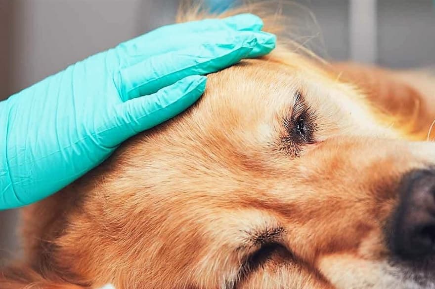 imagen: vetmarketportal.com.ar