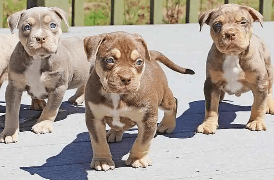 imagen: smylepets.com