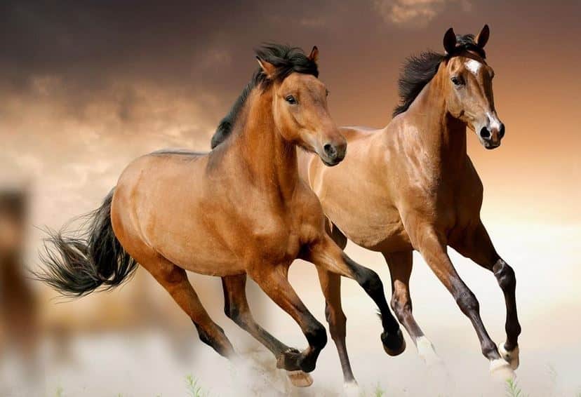 imagen: 10caracteristicas.com
