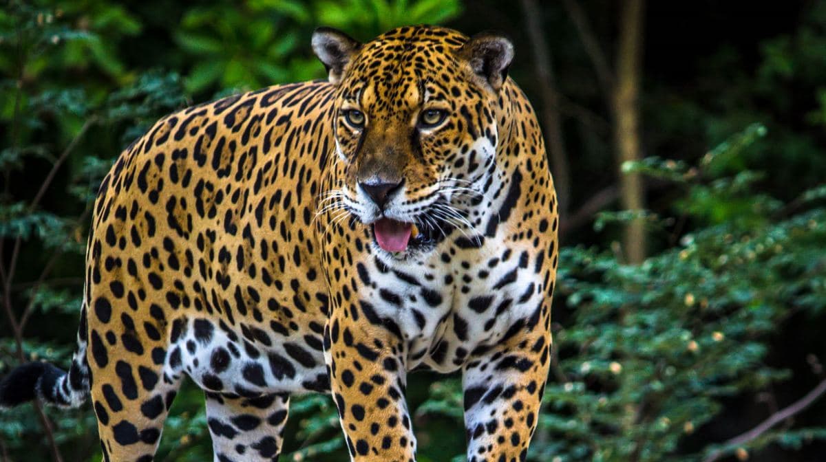 imagen: ngenespanol.com