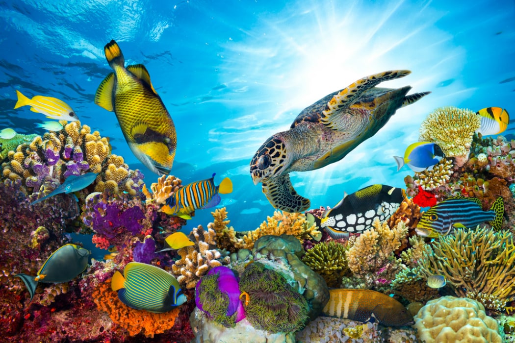 imagen: fundacioncarlosslim.org