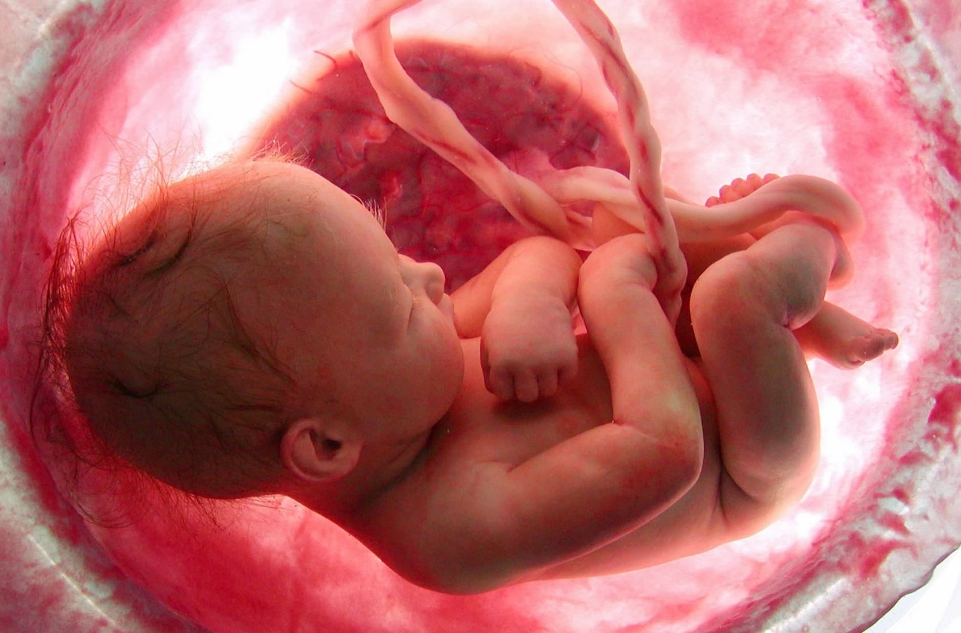 imagen: infovaticana.com