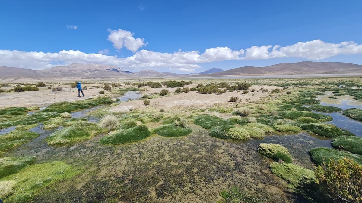 Primer Tribunal Ambiental aprueba conciliación en la demanda por daño ambiental en contra de Cia. Minera Cerro Colorado.