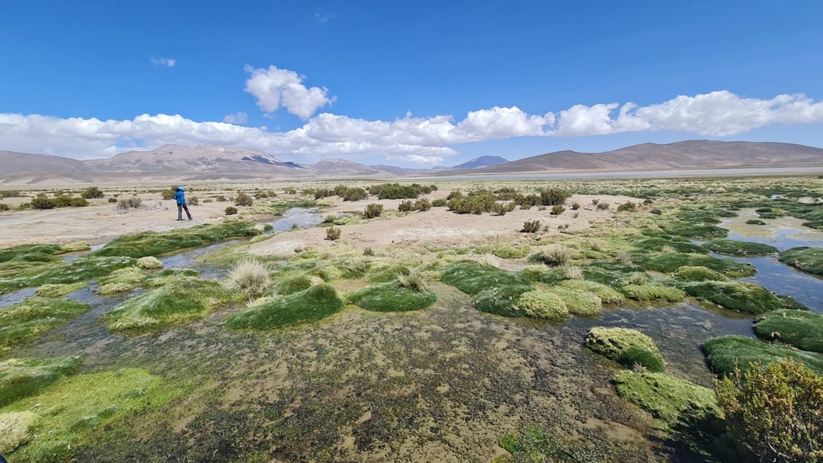 Primer Tribunal Ambiental aprueba conciliación en la demanda por daño ambiental en contra de Cia. Minera Cerro Colorado.