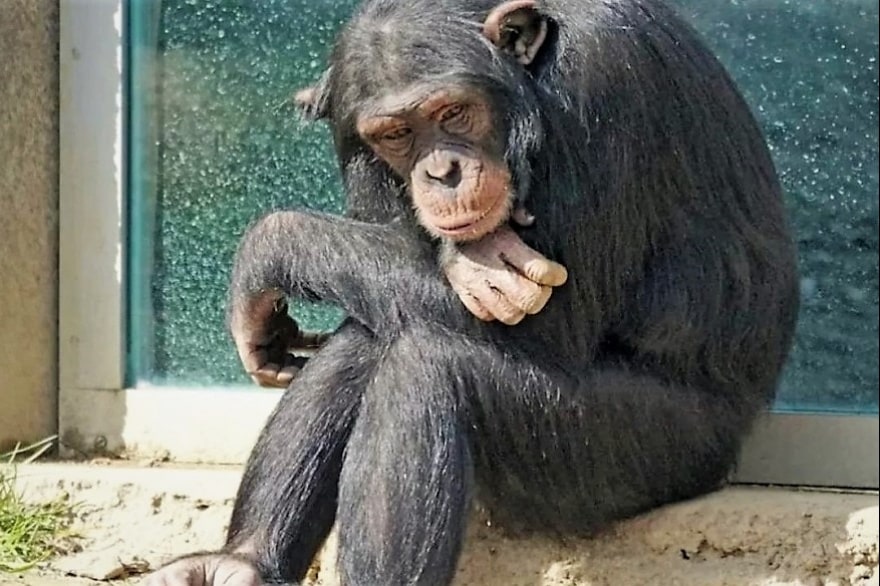 imagen: vetmarketportal.com.ar