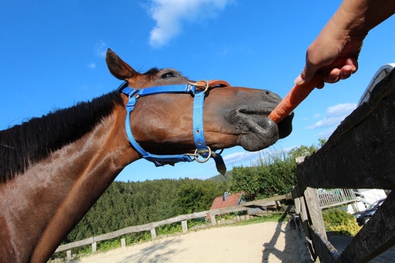 Imagen: equusline.es