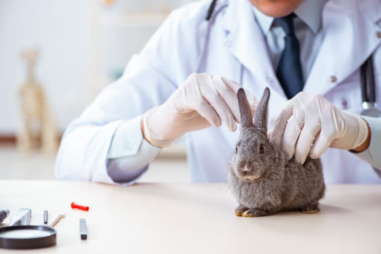 Vet doctor checking up rabbit in his clinic