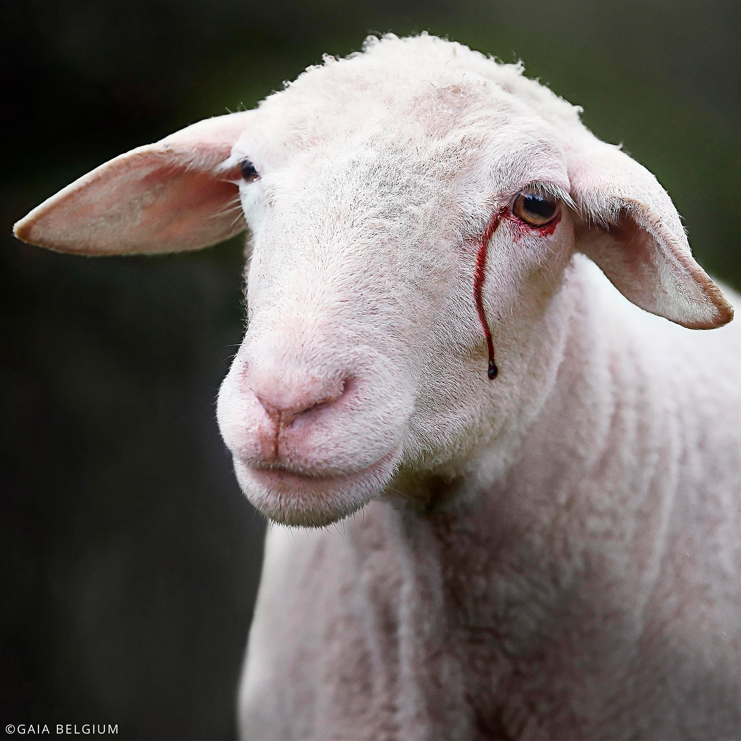 imagen: igualdadanimal