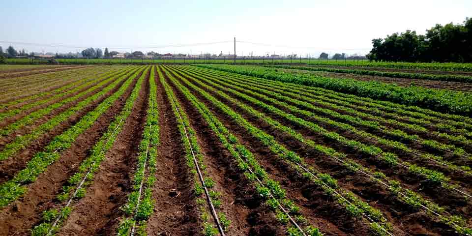 Imagen: Portal Agro Chile