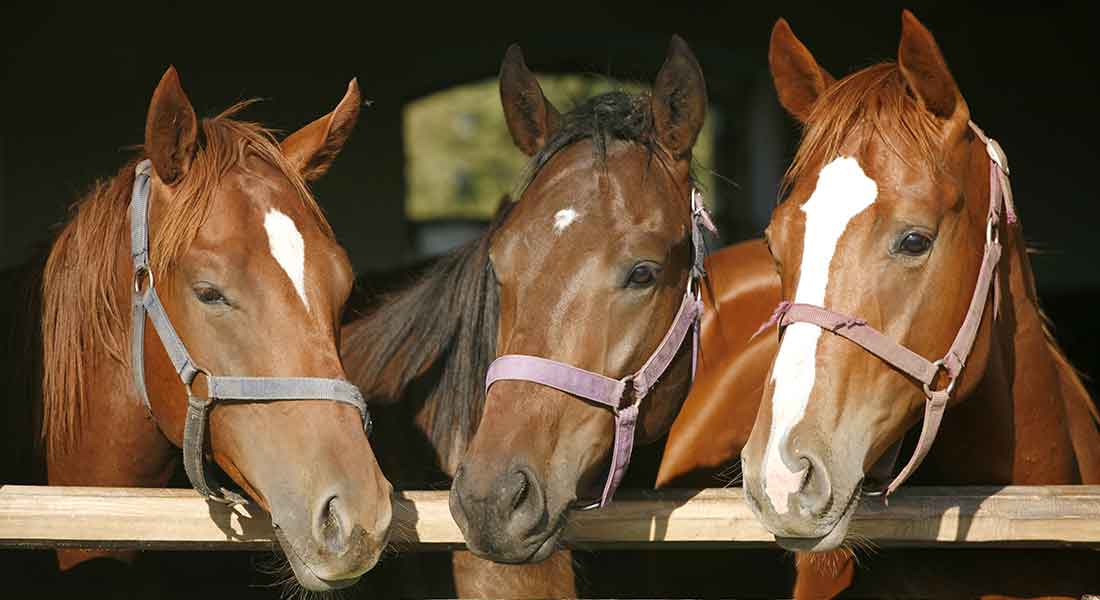 imagen: horse1.es